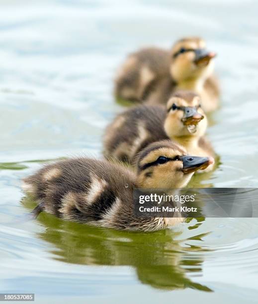 mallard ducklings - duck bird stock pictures, royalty-free photos & images