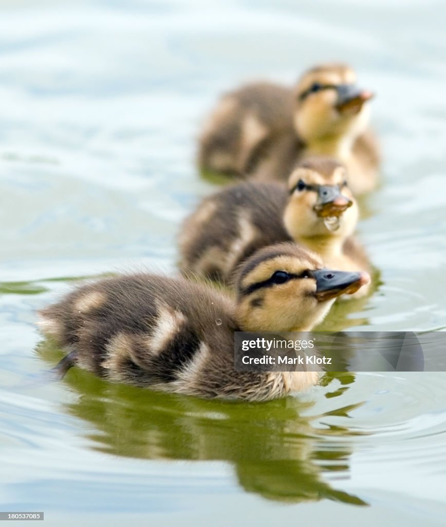 Mallard ducklings