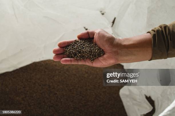 Man poses with buckwheat seeds at a farm in Yuli township in Hualien, eastern Taiwan, on November 27, 2023.