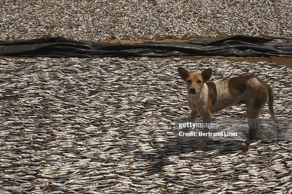 Guard dog in a fishing village