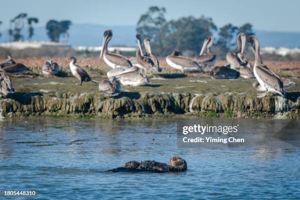 otter duo in elkhorn slough - sea otter stock pictures, royalty-free photos & images