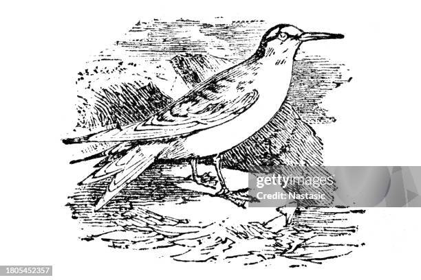 illustrazioni stock, clip art, cartoni animati e icone di tendenza di la sterna minore (sternula antillarum) è una specie di sterna che nidifica in nord america e localmente nel nord del sud america - sterna maggiore