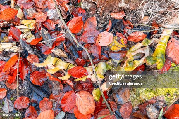 animal bones and wet autumn leaves on the ground - escena rural 個照片及圖片檔