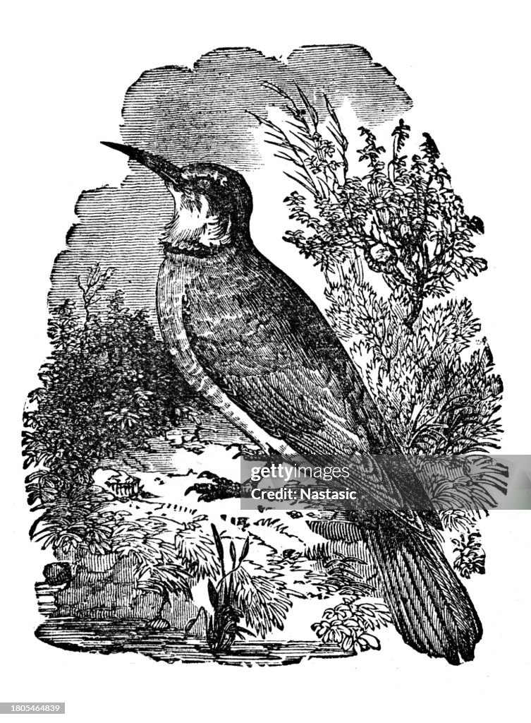 Sumpfschnepfe bird