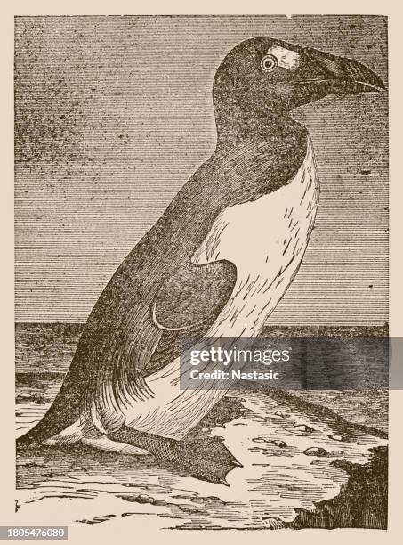 great auk (pinguinus impennis) - extinct stock illustrations