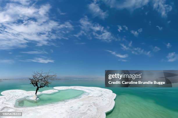 il mar morto, giordania - dead sea foto e immagini stock