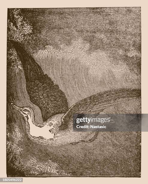 albatross - albatross stock illustrations