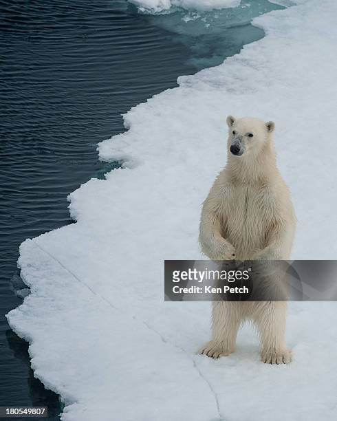 a curious bear - polar bear fotografías e imágenes de stock