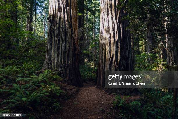 giant redwood tree in redwood national park - redwood tree stock pictures, royalty-free photos & images
