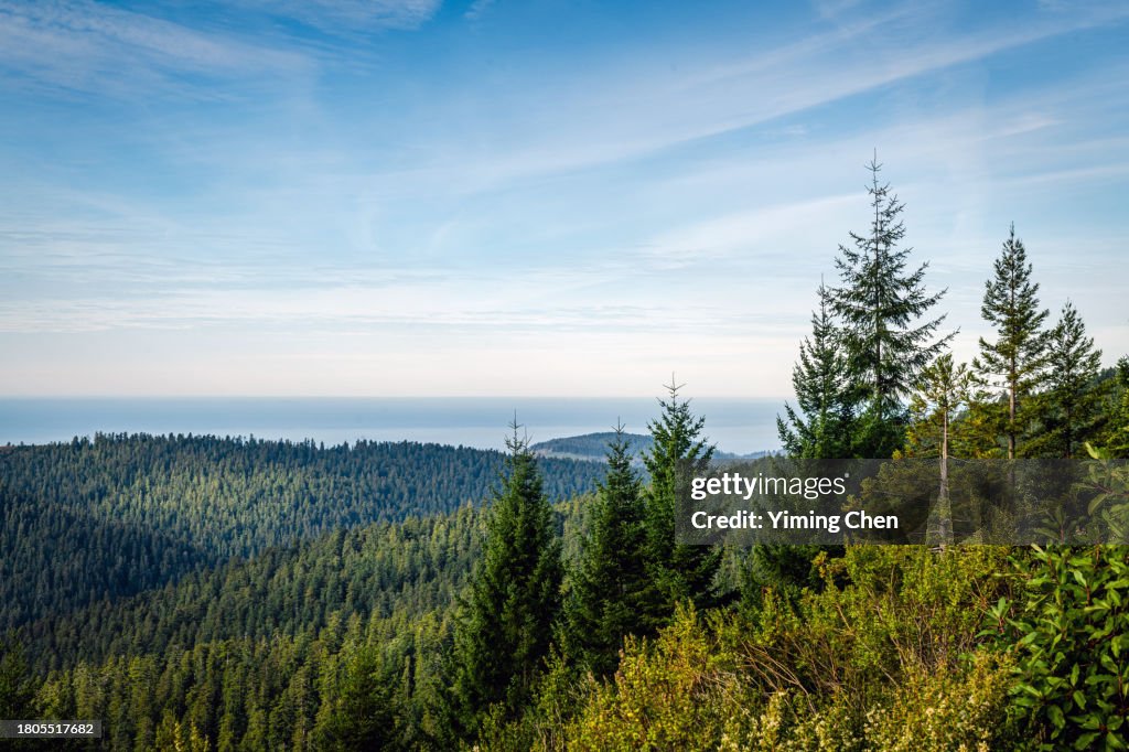 Redwood Forest of Redwood National Park