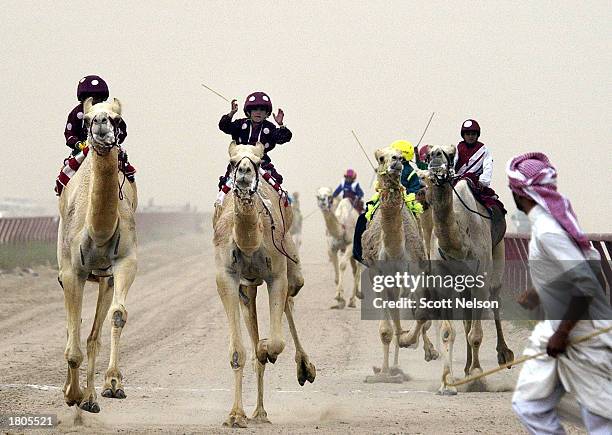 Cama Racing Club 102 Kuwait Camel Racing Club Stock Photos, High-Res Pictures, and ...