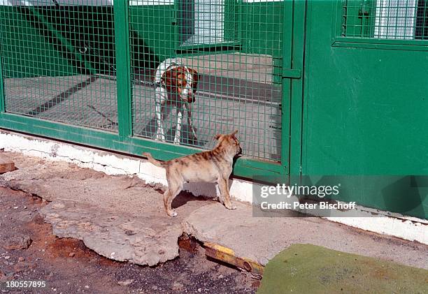 Hund und Katze, Tierheim "Sara"/Arrecife/Lanzarote/Spanien, Europa, Tier, Tiere, Zwinger, Reise,