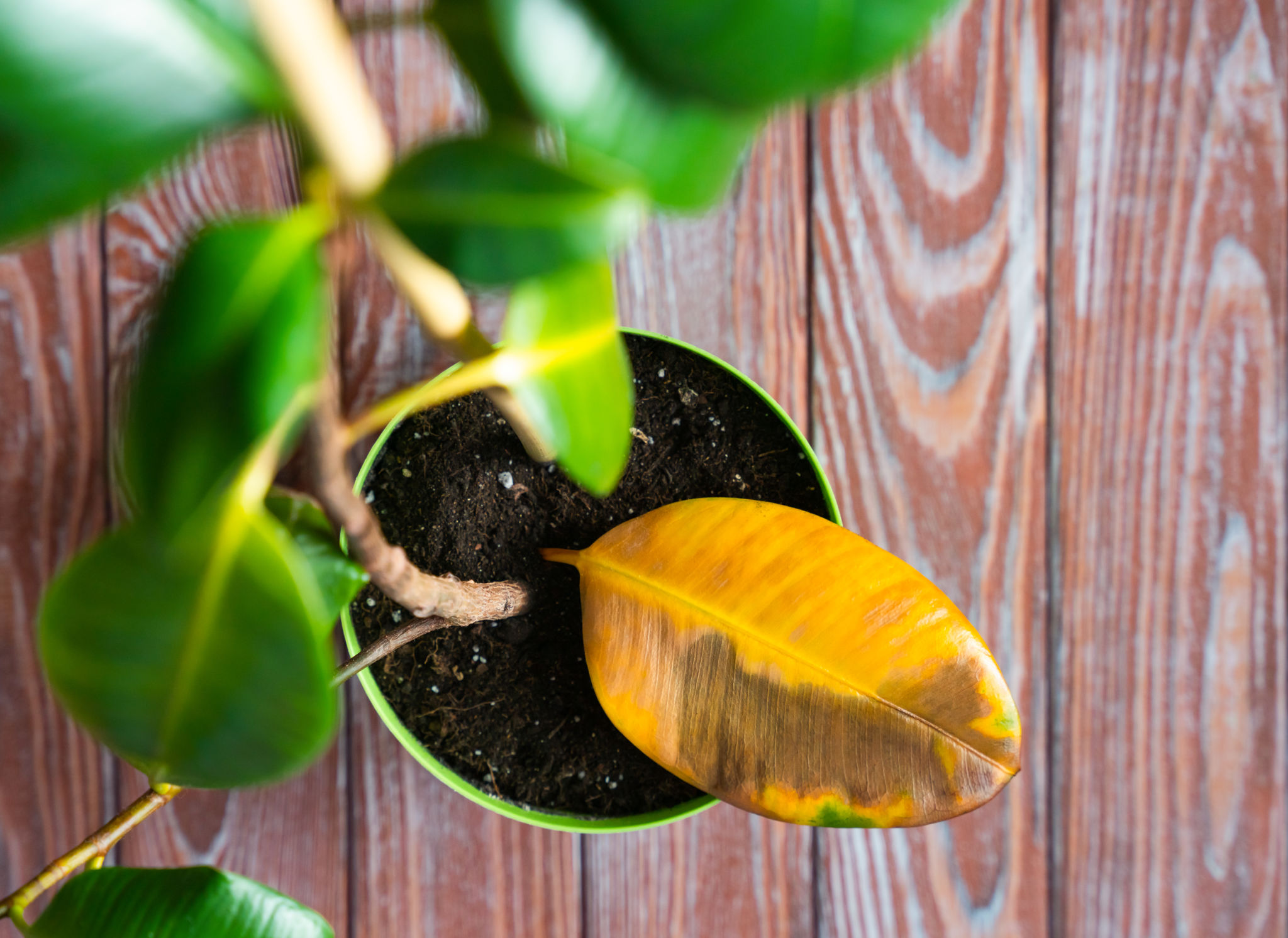 plant disease