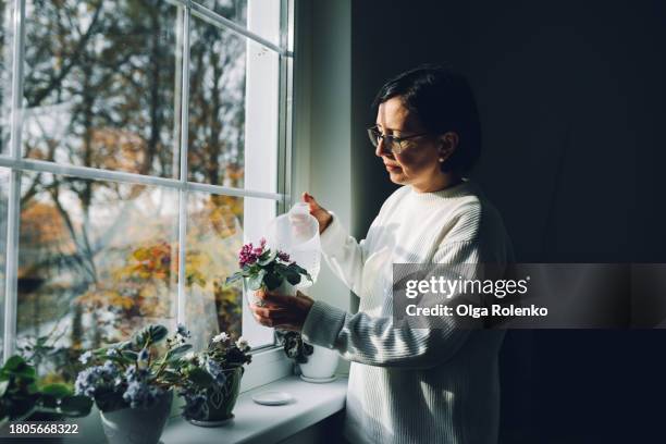 lonely woman watering potted violets by the autumn window view. avoidance and social distance in autumn season - witwe stock-fotos und bilder