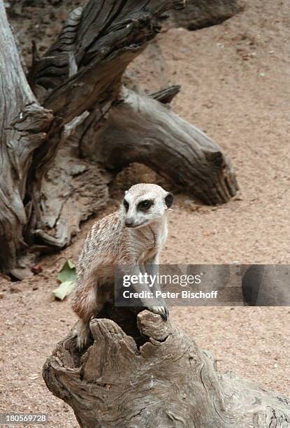 Erdmännchen, Zoo, Melbourne/Australien,;Tier,