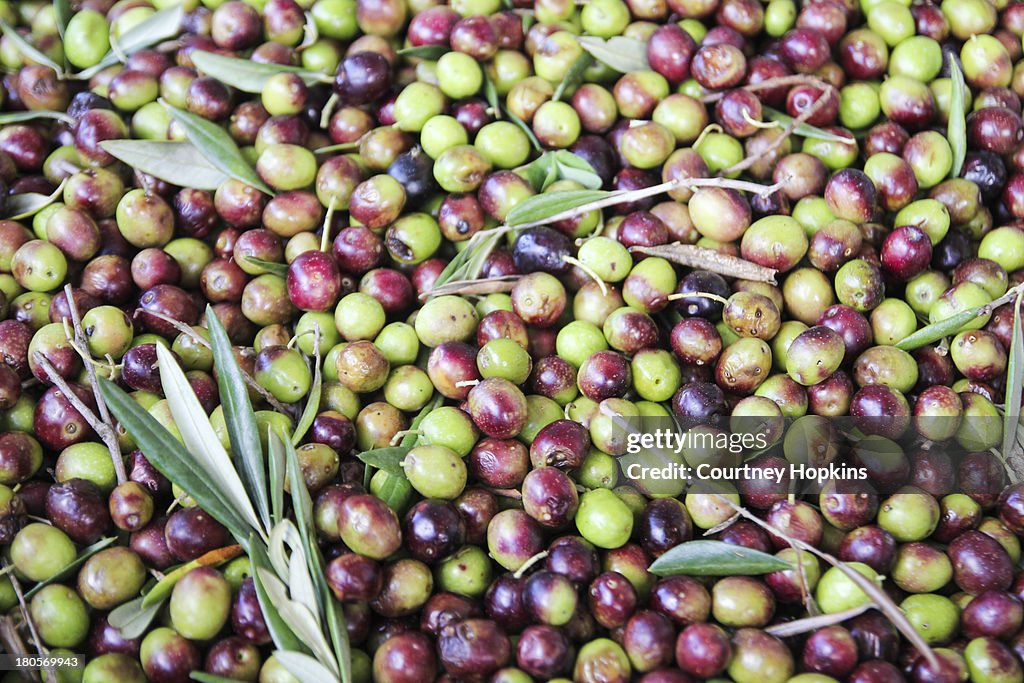 Olives waiting to be milled