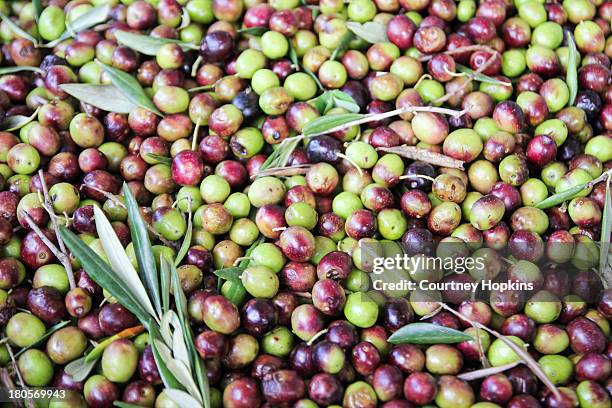 olives waiting to be milled - olive orchard stock pictures, royalty-free photos & images