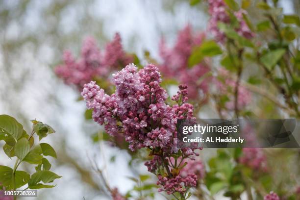 close-up of lilac blossom - purple lilac stock pictures, royalty-free photos & images