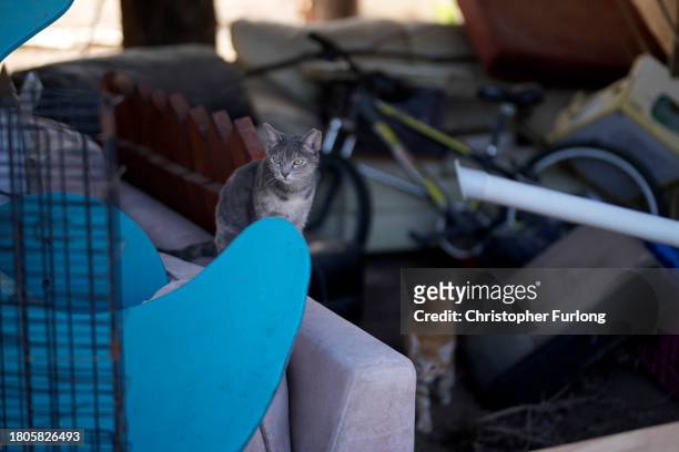 Stray cat sits amongst the destruction after the October 7th Hamas attacks at Kibbutz Kfar Aza close the Gaza border on November 21, 2023 in Kfar Aza...