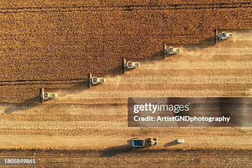 Harvesting In Agriculture Crop Field. Harvesting In Agriculture Crop Field.