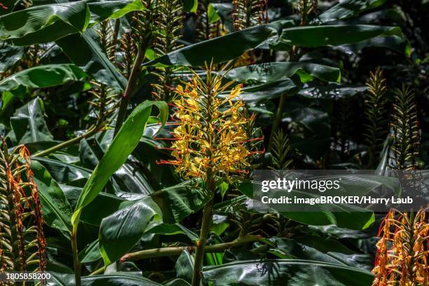 kahili ginger (hedychium gardnerianum), flower, madeira, portugal - hedychium gardnerianum stock-fotos und bilder