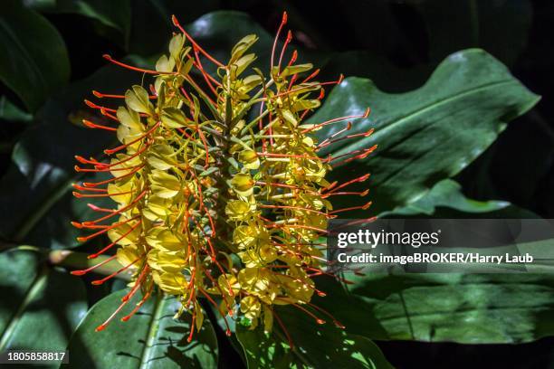 kahili ginger (hedychium gardnerianum), flower, madeira, portugal - hedychium gardnerianum stock pictures, royalty-free photos & images