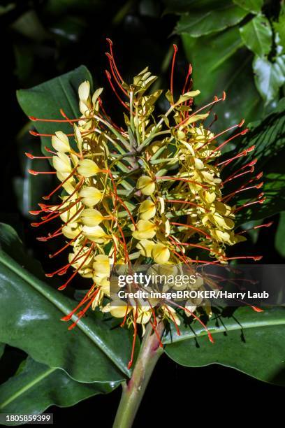 kahili ginger (hedychium gardnerianum), flower, madeira, portugal - gengibre de kahili imagens e fotografias de stock