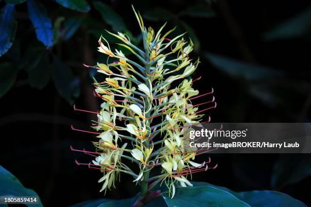 kahili ginger (hedychium gardnerianum), flower, madeira, portugal - gengibre de kahili imagens e fotografias de stock