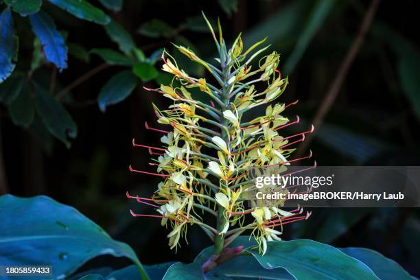 kahili ginger (hedychium gardnerianum), flower, madeira, portugal - gengibre de kahili imagens e fotografias de stock