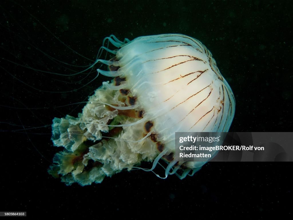 Compass jellyfish (Chrysaora hysoscella), dive site Renvyle, Co. Galway, Irish Sea, North Atlantic, Ireland
