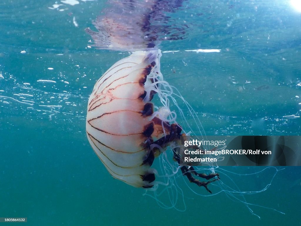 Compass jellyfish (Chrysaora hysoscella), dive site Renvyle, Co. Galway, Irish Sea, North Atlantic, Ireland