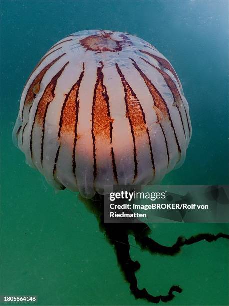 Compass Jellyfish Dive Site Renvyle Co Galway Irish Sea North Atlantic Ireland, Bildbanksbilder