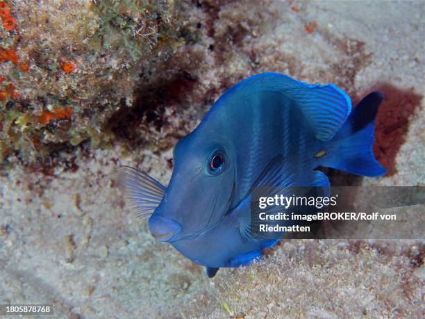 atlantic blue tang (acanthurus coeruleus), dive site john pennekamp coral reef state park, key largo, florida keys, florida, usa - atlantic blue tang stock pictures, royalty-free photos & images