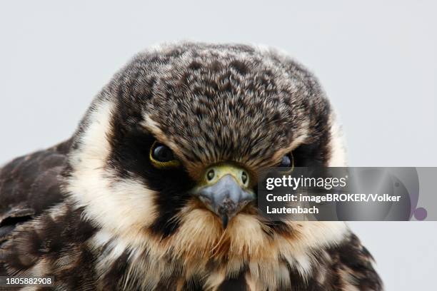 eurasian hobby (falco subbuteo), portrait of a young bird, lower saxony wadden sea national park, east frisian islands, lower saxony, germany - falco subbuteo stock pictures, royalty-free photos & images