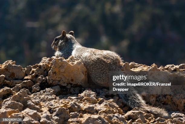 ground squirrel (ammospermophilus harrisi), south rim in the grand canyon, arizona, usa - arizona ground squirrel stock-fotos und bilder