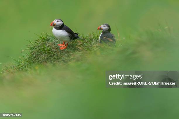 puffin (fratercula arctica), heimaey island, westman islands, vestmannaeyjar, sudurland or south iceland, iceland - vestmannaeyjar stock pictures, royalty-free photos & images