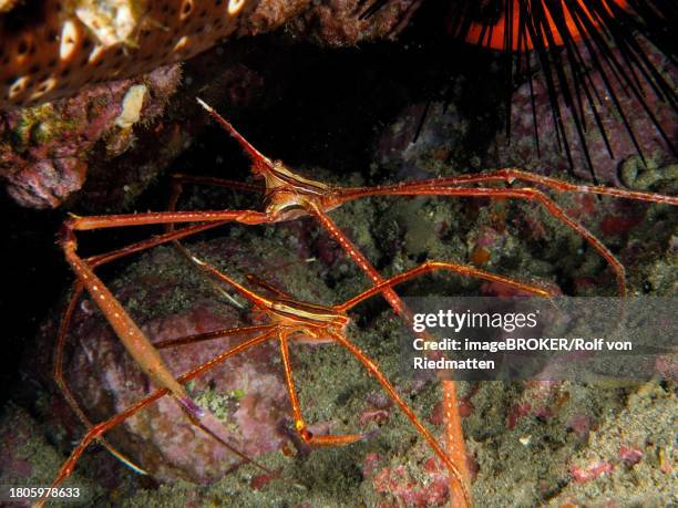 two specimens of arrow crab (stenorhynchus lanceolatus), dive site el cabron marine reserve, arinaga, gran canaria, spain, atlantic ocean - ノコギリイッカクガニ ストックフォトと画像