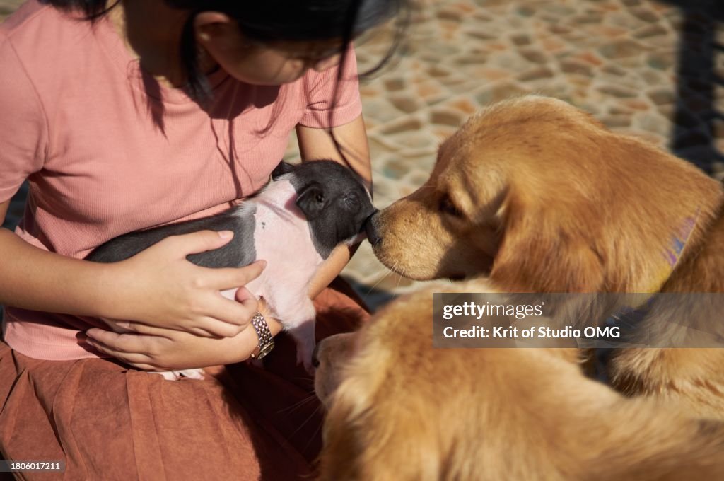A girl holding a piglet to guest two golden retrievers