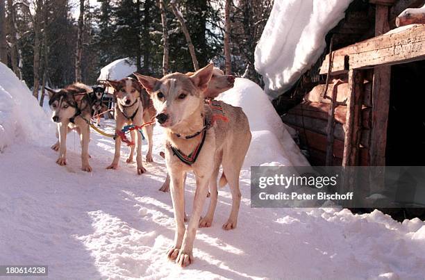 Schweden, Skandinavien, Europa, Tier, Hunde, Schlittenhunde, Schlitten, Winter, Winterlandschaft, Schlittenfahrt, Hundeschlitten,...