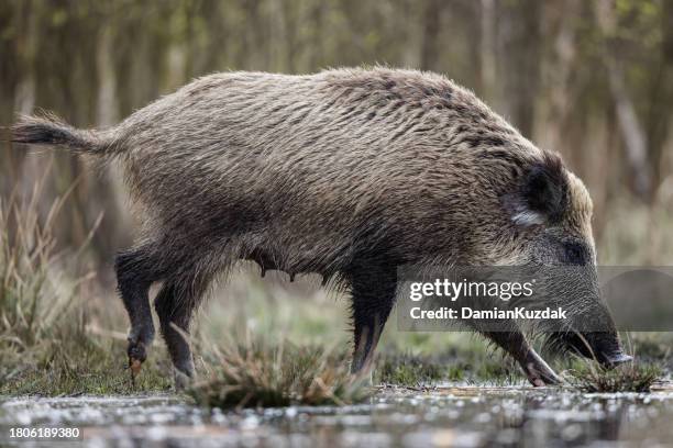 wild boar (sus scrofa), eurasian wild pig. - vrouwtjesdier stockfoto's en -beelden