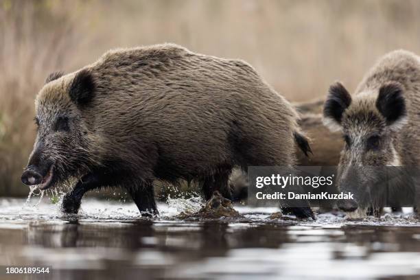 wild boar (sus scrofa), eurasian wild pig. - boar tusk stock pictures, royalty-free photos & images