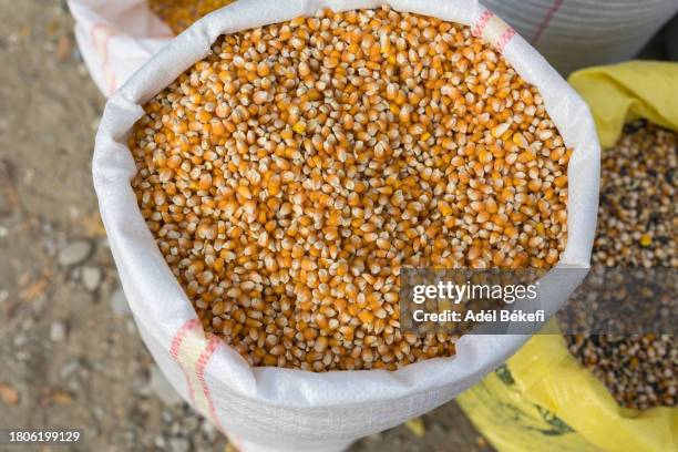 dried corn kernels for animal feed at the market - corn kernel imagens e fotografias de stock