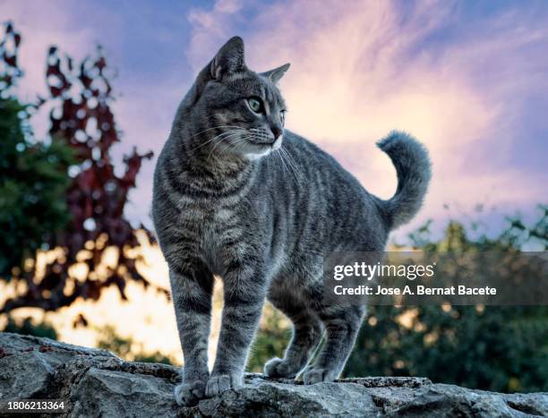 stray cat walking on a wall on the street at sunset. - meowing ストックフォトと画像