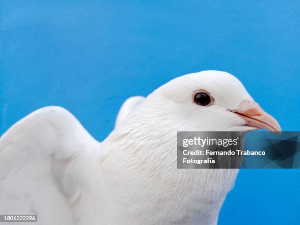 white dove on blue background - homing pigeon stock pictures, royalty-free photos & images