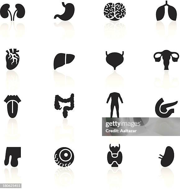 ilustraciones, imágenes clip art, dibujos animados e iconos de stock de negro símbolos de órganos humanos - prostate gland