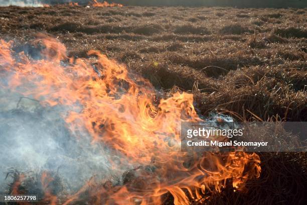 burning tiger nut straw - cyperaceae stock pictures, royalty-free photos & images