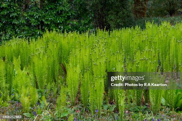 matteuccia struthiopteris (shuttlecok fern) in spring garden - fiddlehead stock pictures, royalty-free photos & images