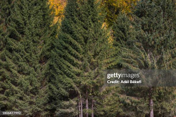 Alpine Treee Alpine Pine Tree Photos and Premium High Res Pictures - Getty Images