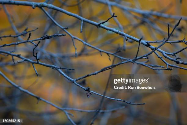 569,565 Empty Branches Stock Photos, High-Res Pictures, and Images ...