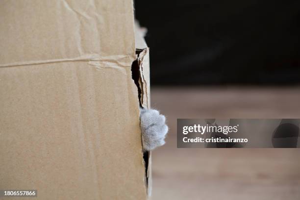 cat's paw peeking out of a cardboard box - cristinairanzo stock pictures, royalty-free photos & images